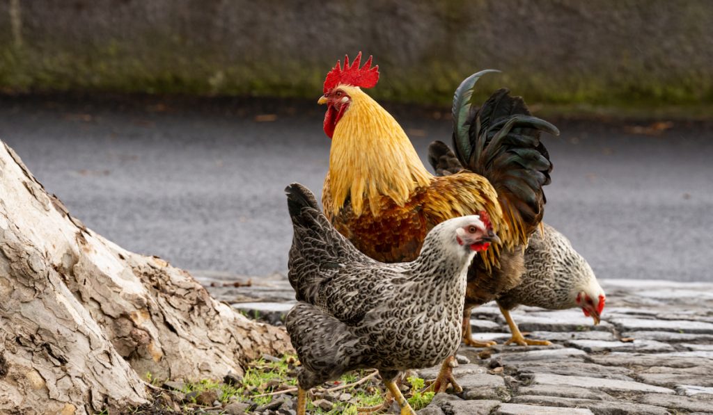 a rooster with two hens