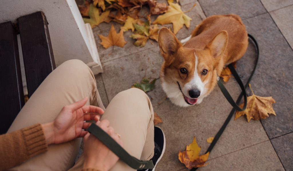 autumn corgi looking at master