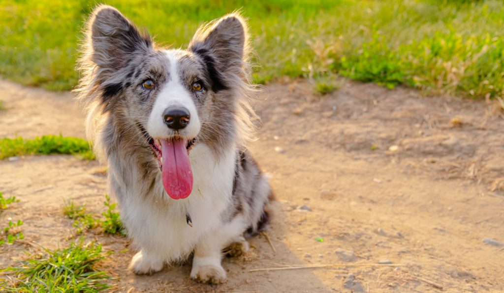 cardigan welsh corgi