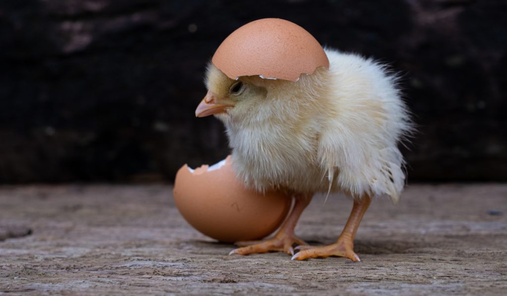 chick hatched from egg