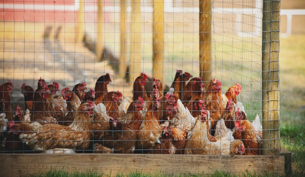 chicks behind fence