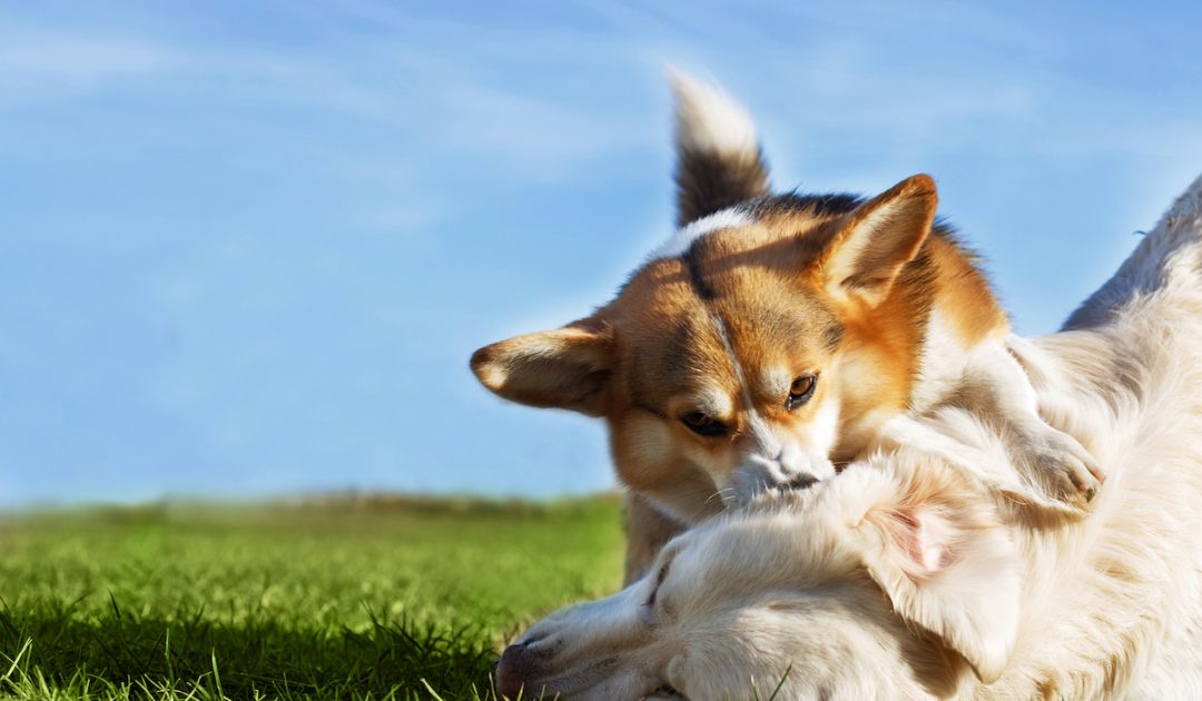 Are Aggressive? Life