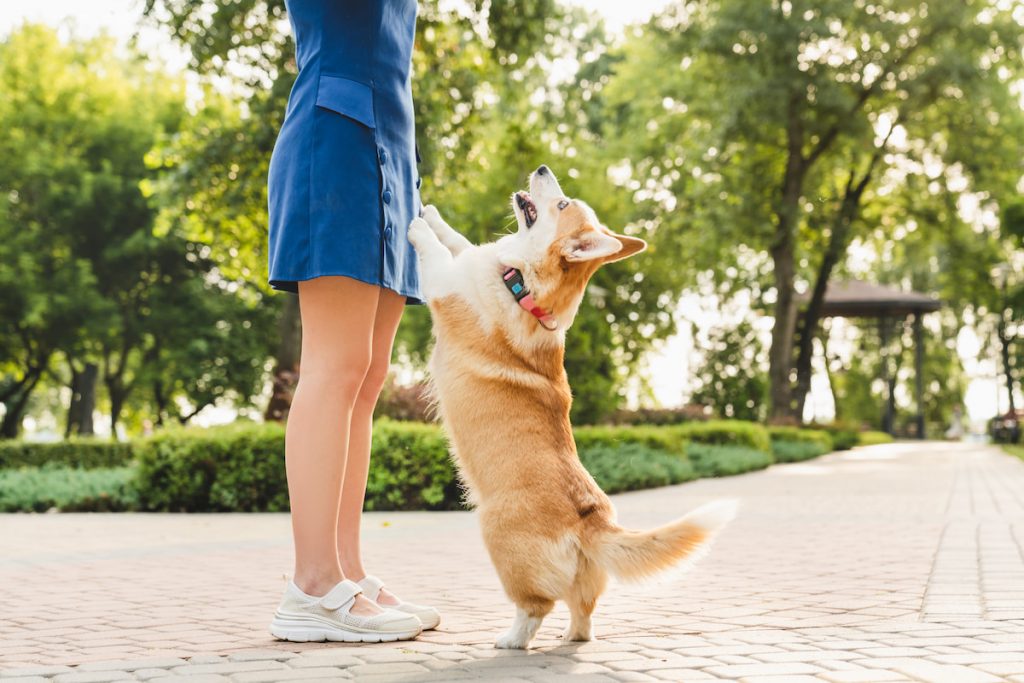 corgi asking female favor