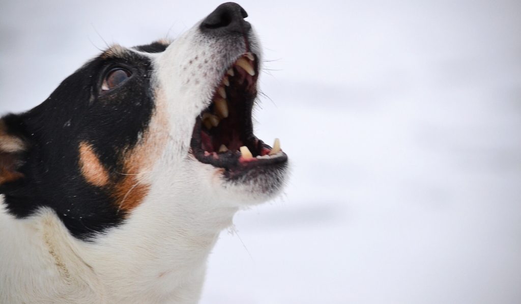 corgi barking