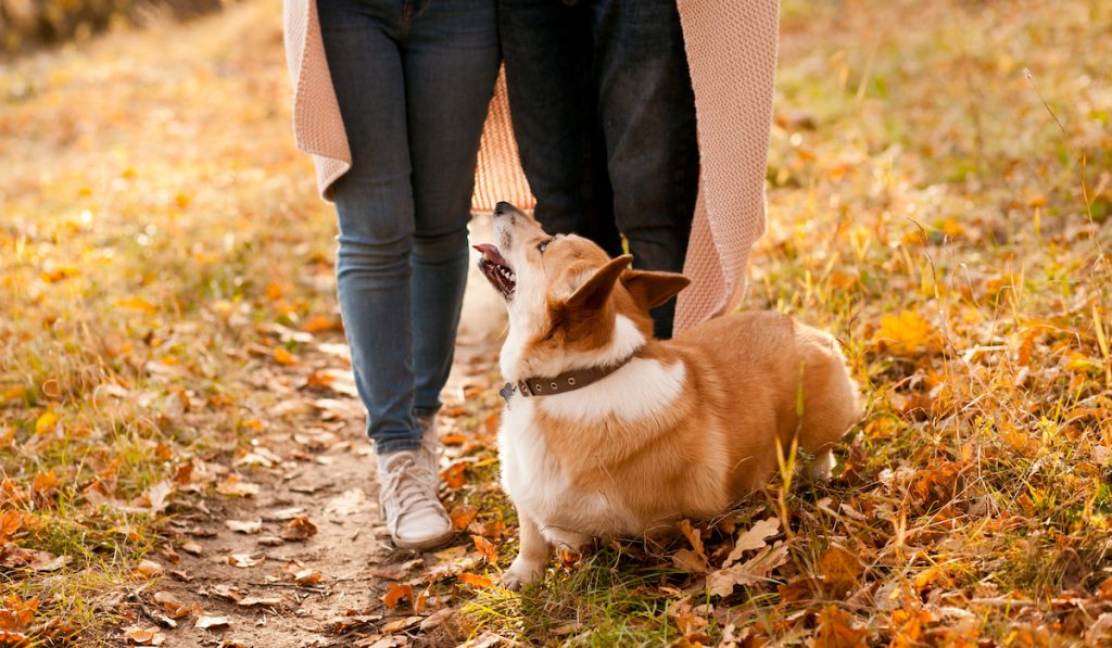 corgi dog walking