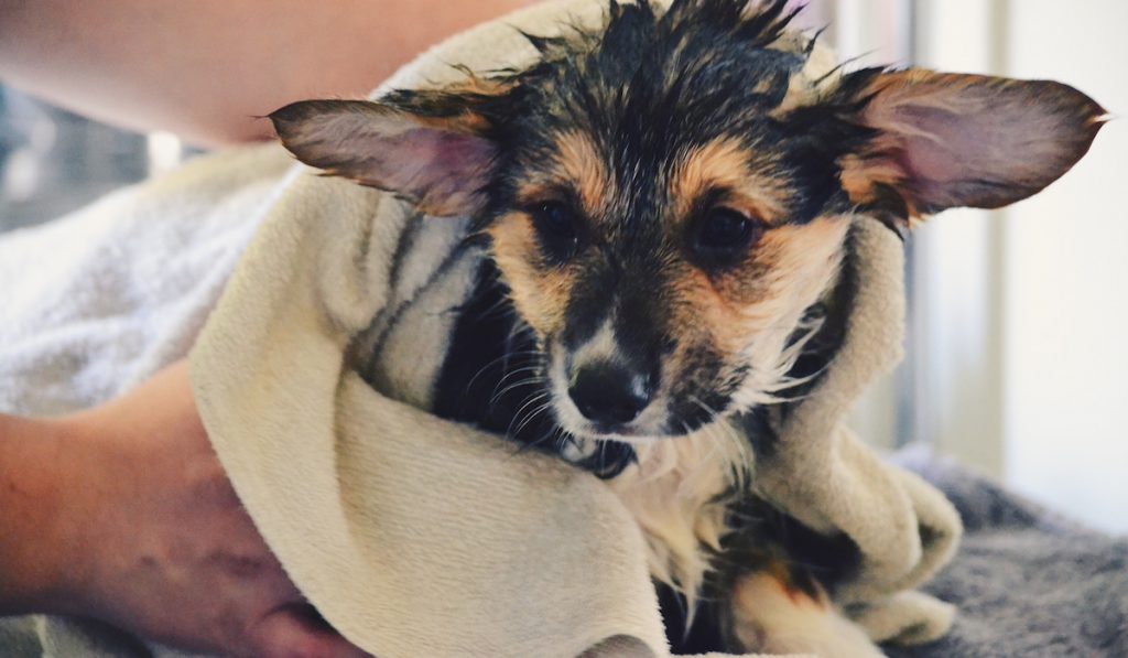 corgi finished bathing