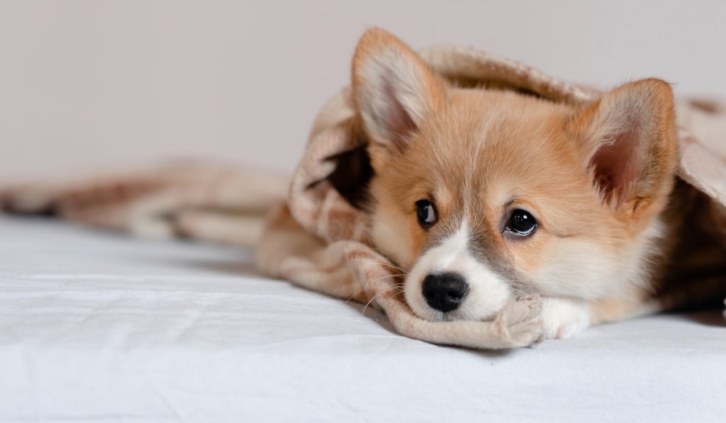 corgi getting warm