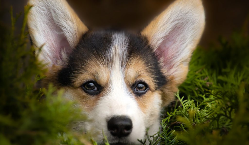 corgi in the bushes