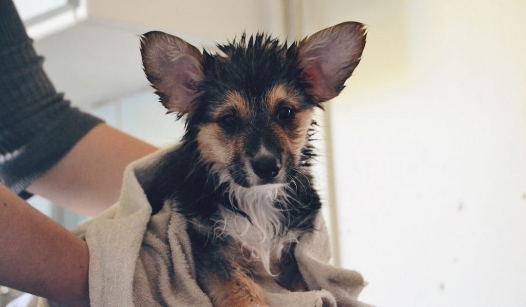 corgi just finished taking a bath