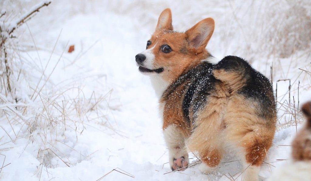 corgi moving away