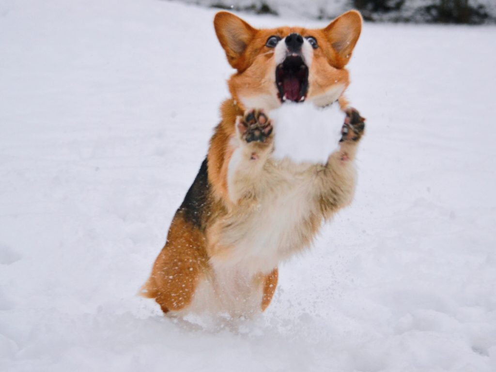 aggressive corgi on snow