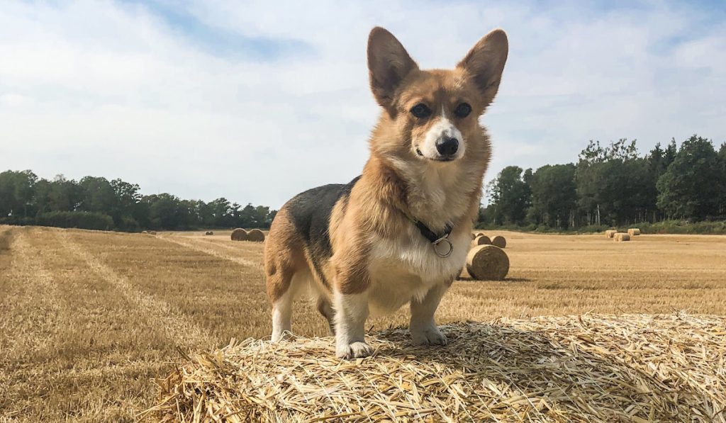 corgi on the field