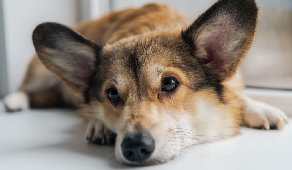 corgi on the floor