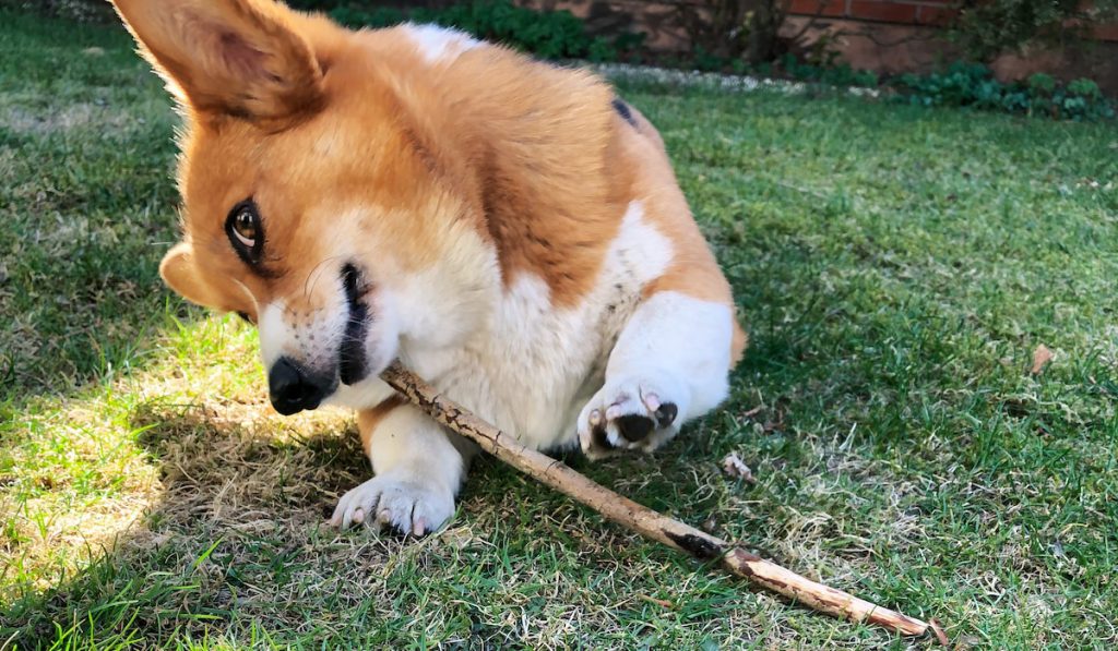 corgi playing with stick