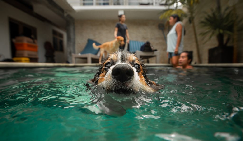 corgi pool time