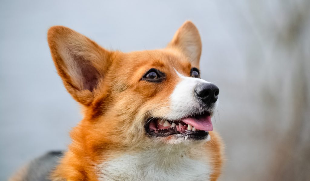 corgi protrait