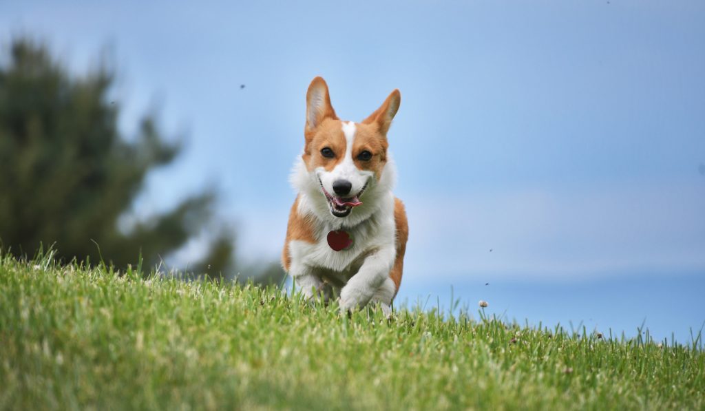 corgi running