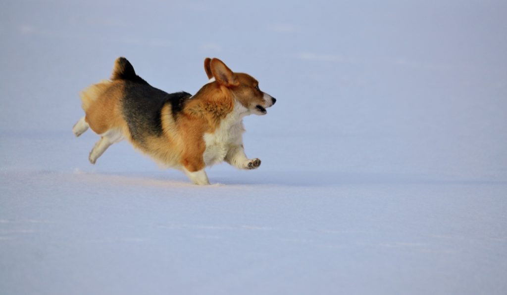 corgi running