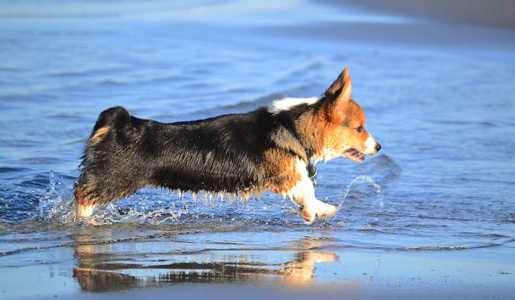 corgi running on water