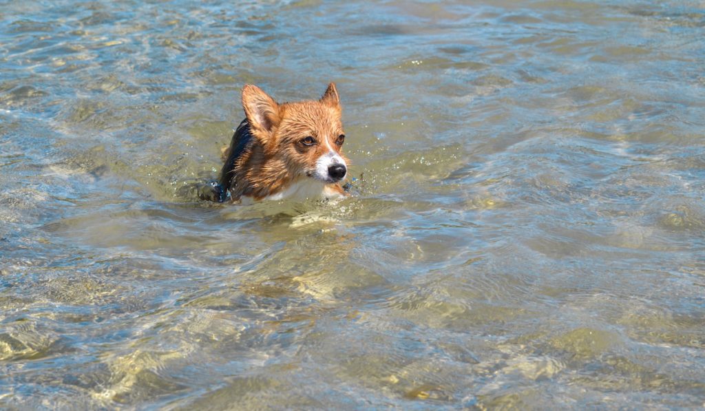 corgi swimming