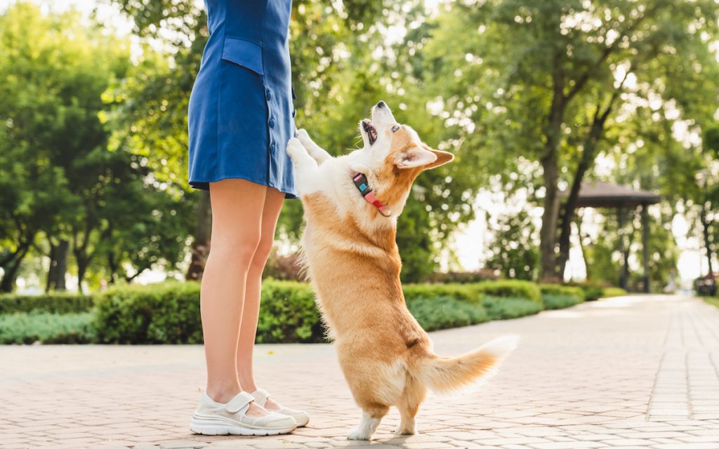 can a corgi live in an apartment