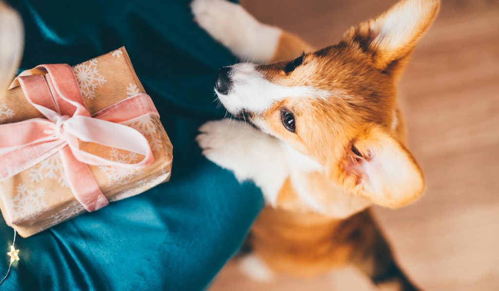 corgi trying to get gift on table