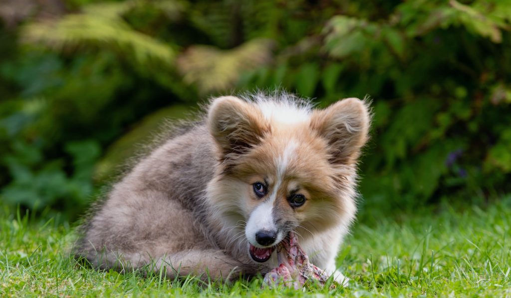 corgi with an appetite