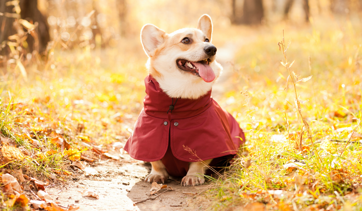 do corgis dig holes