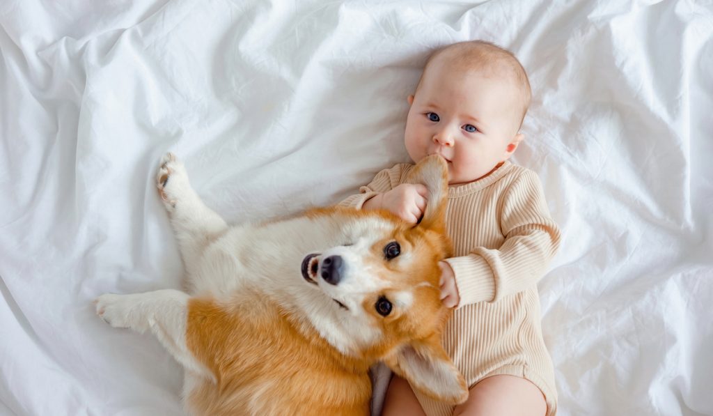 cute baby with corgi on bed