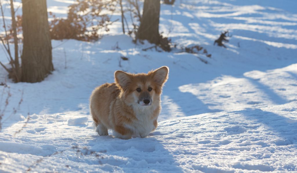 fluffy corgi on snow