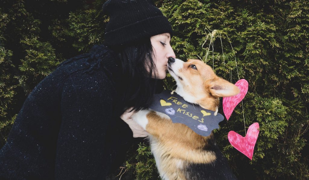 kissing corgi