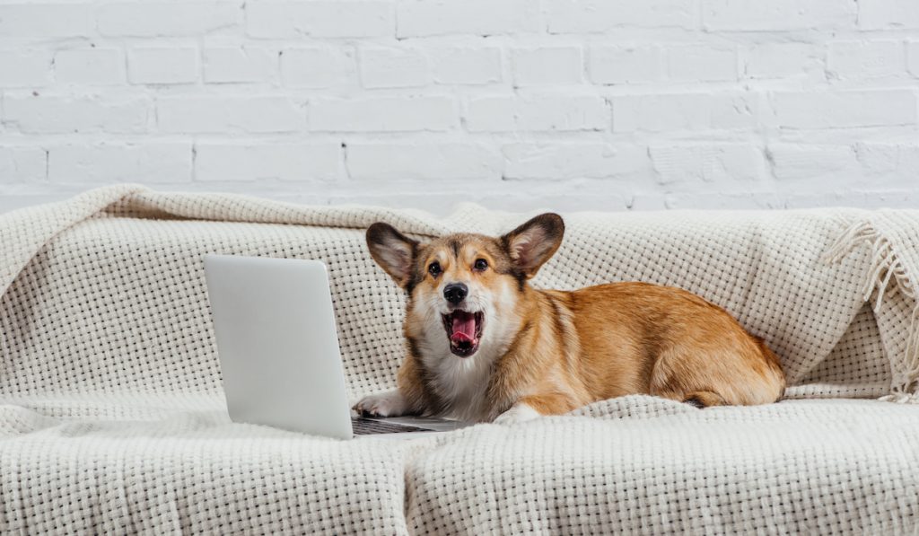 lone corgi in apartment using a laptop