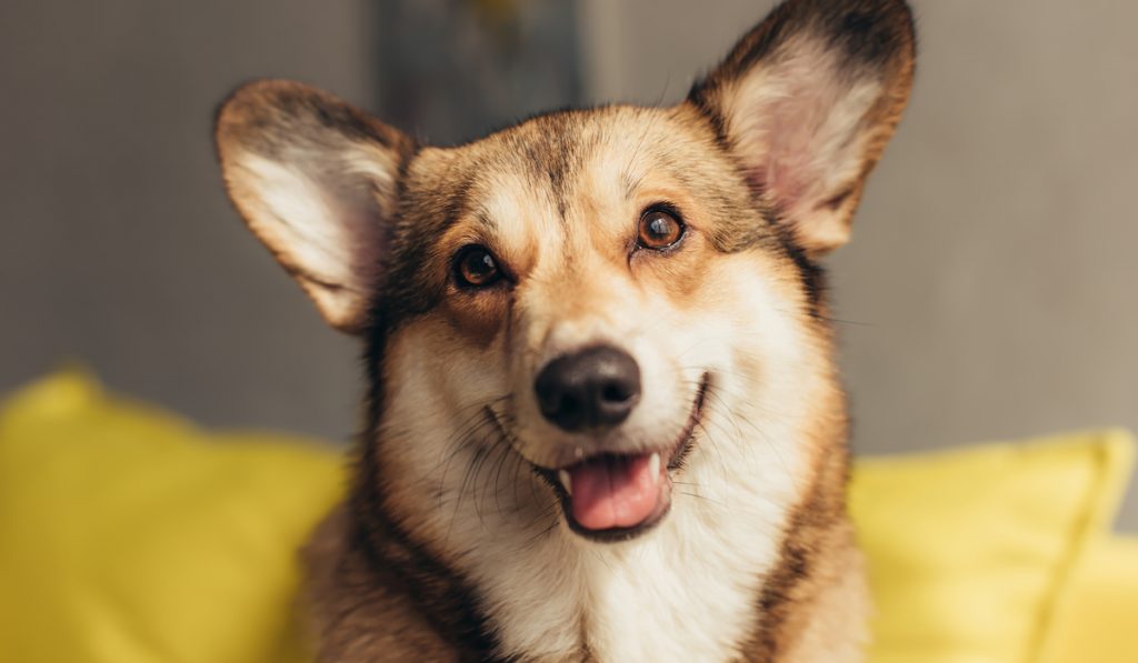 pembroke welsh corgi