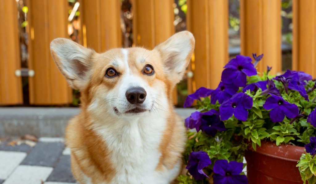 portrait of corgi near pot of flowers