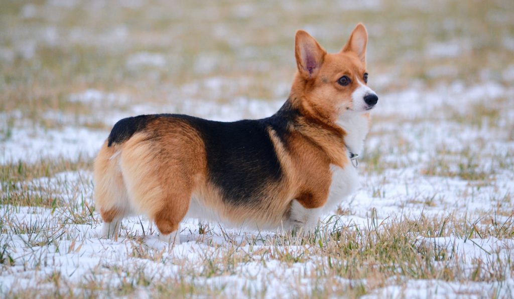 does corgi have tail