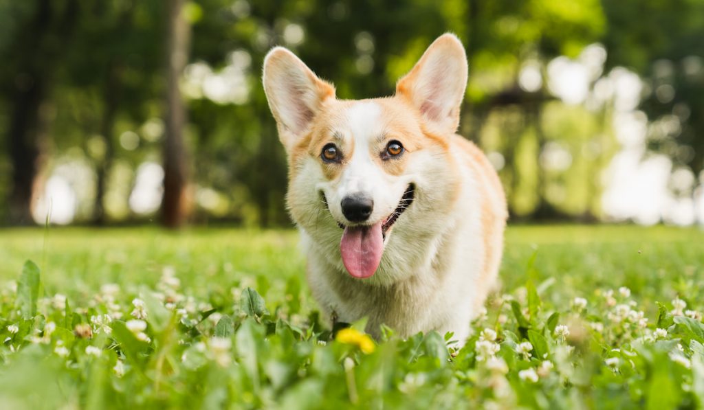 smiling corgi