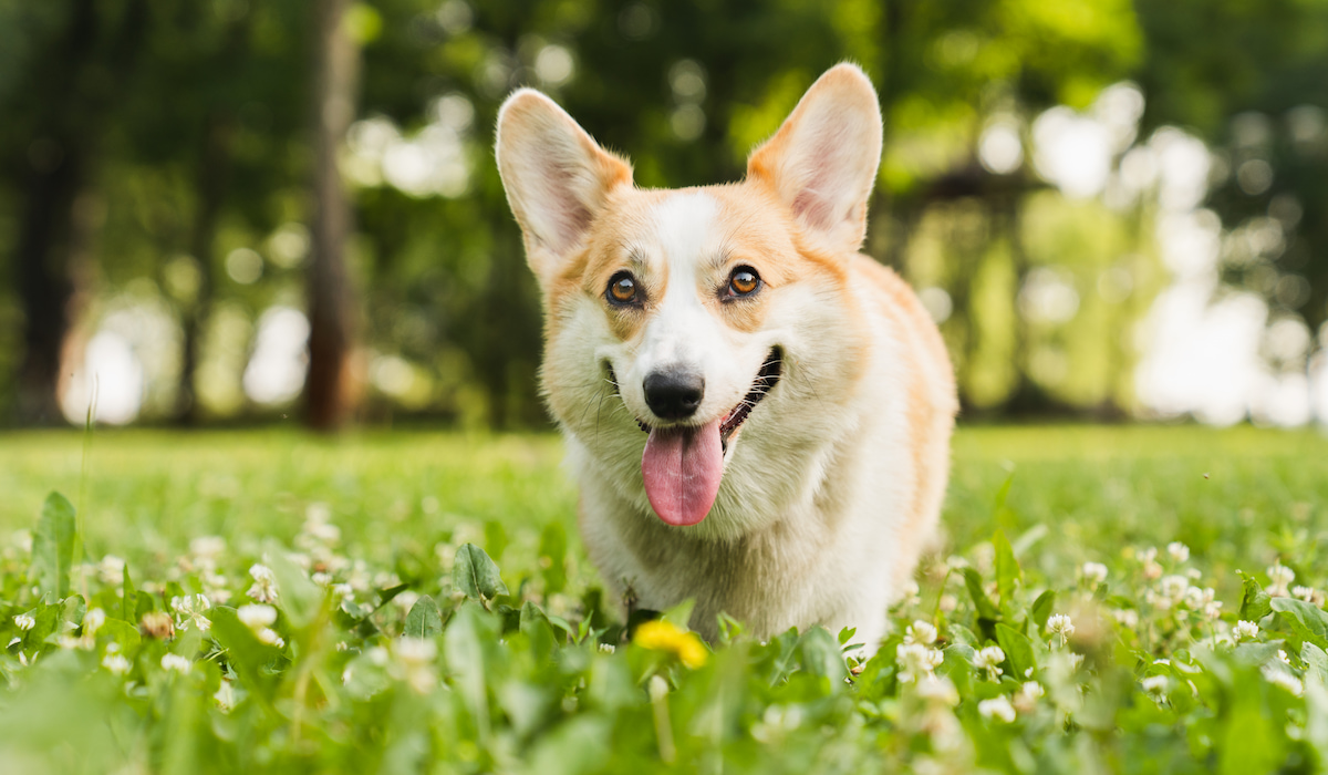 Do Corgis Like to Cuddle? - Corgi Life