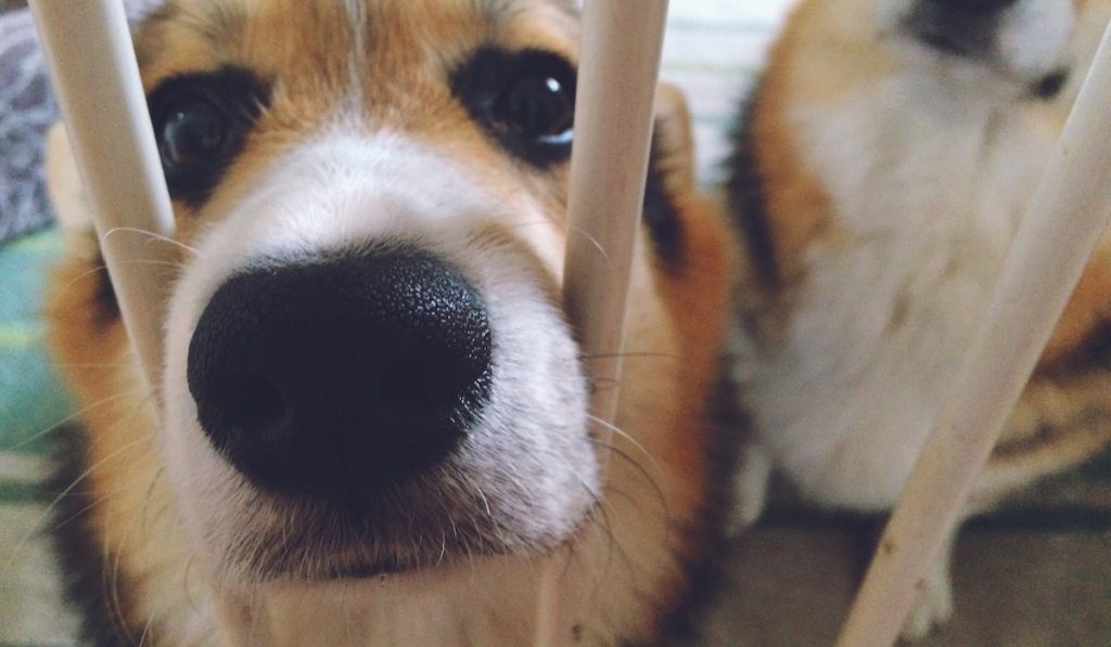 two corgis in pen wanting to get out