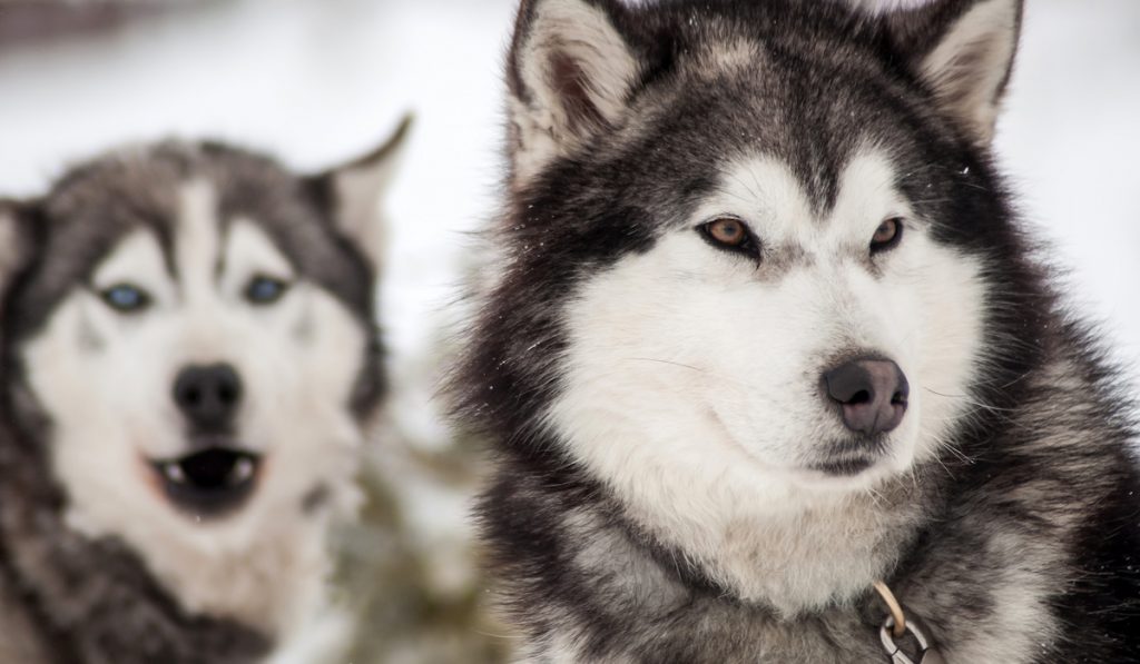 two huskies