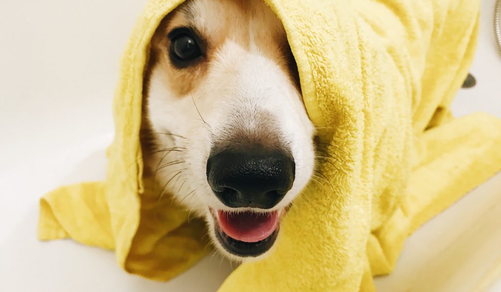 washed corgi