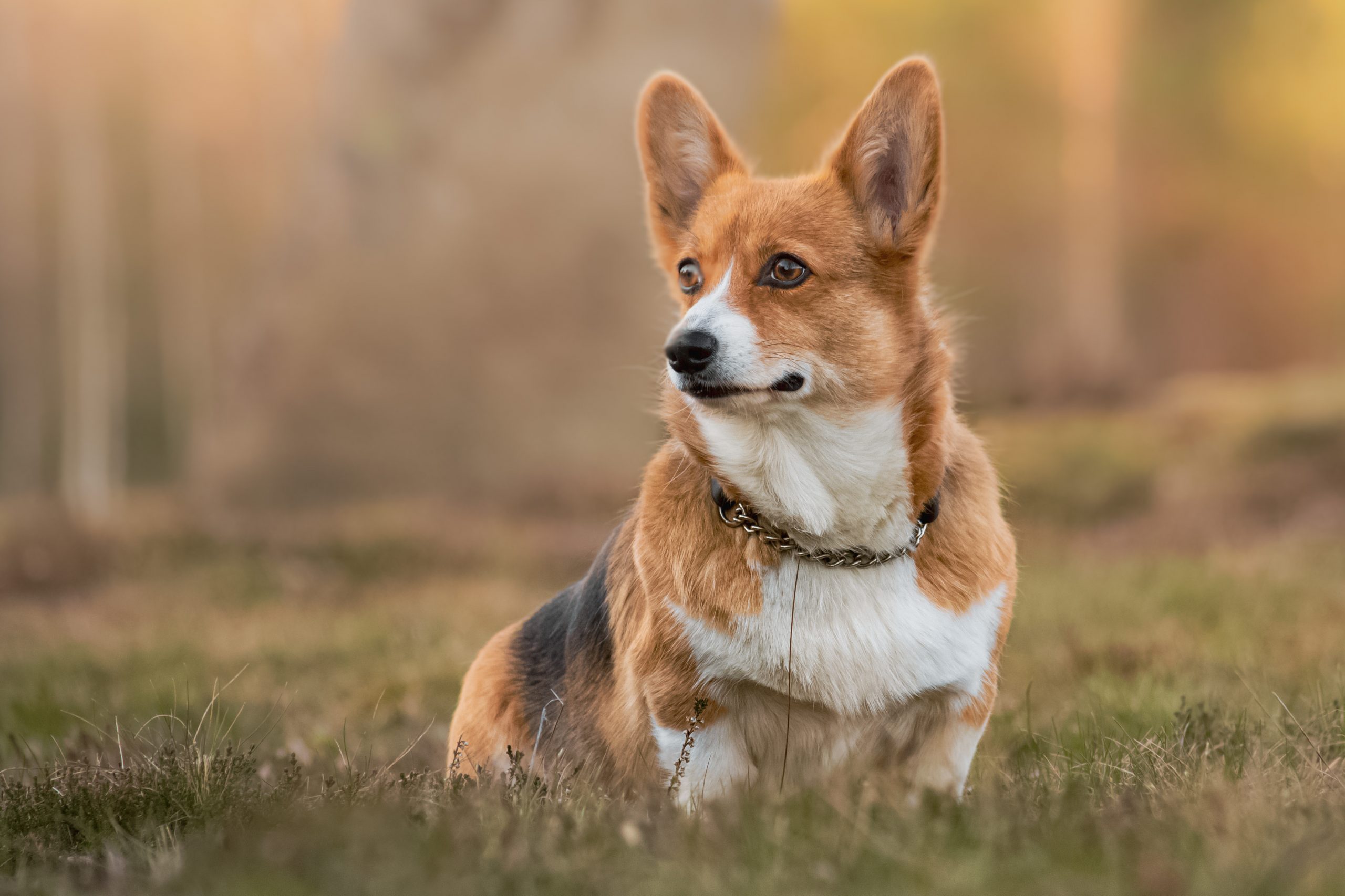 Can a Corgi Be a Guard Dog? - Corgi Life