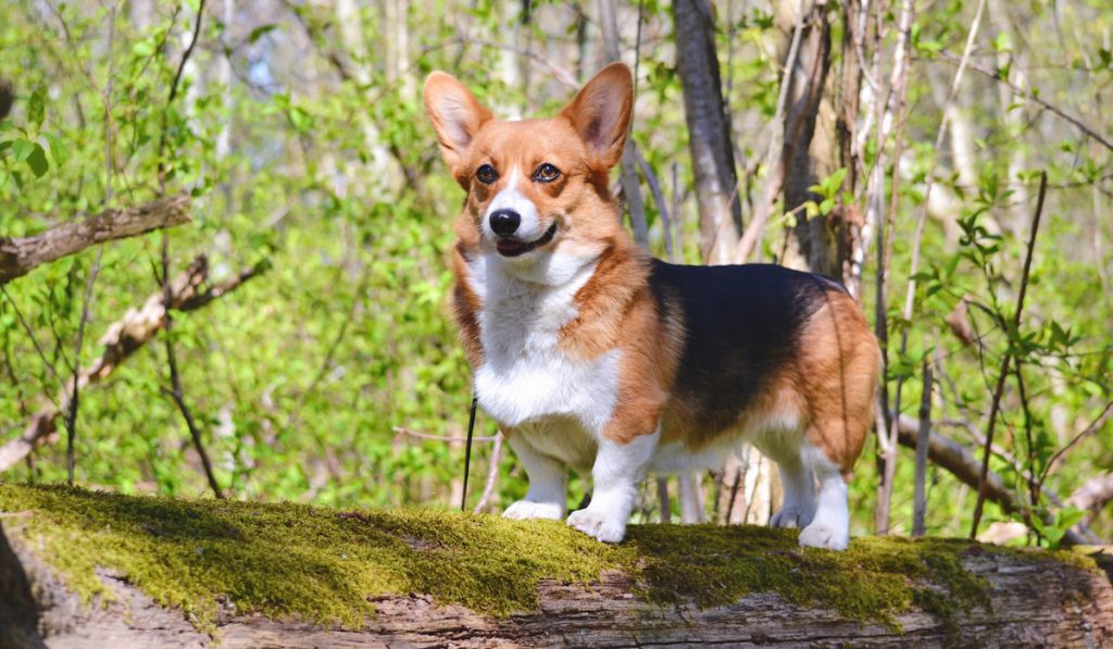 welsh corgi on log