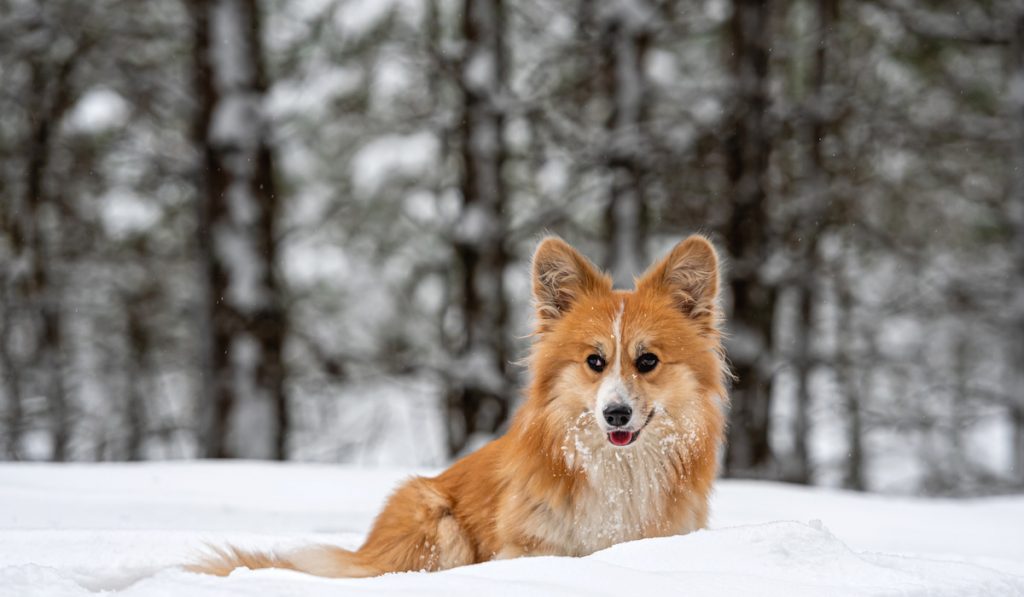 welsh corgi on snow