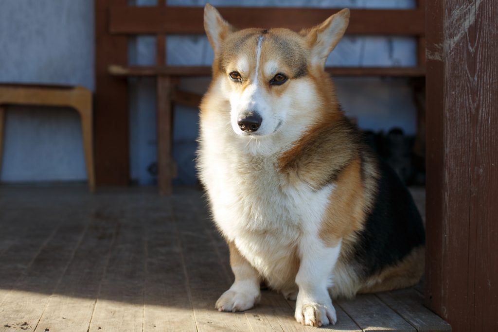 welsh corgi sitting