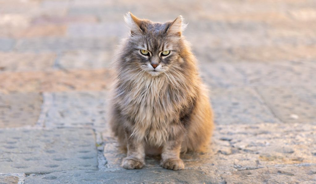 grumpy furry cat