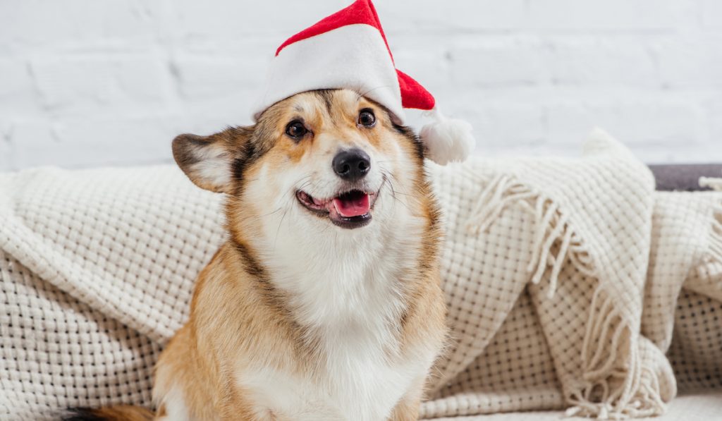 happy corgi wearing a christmas hat