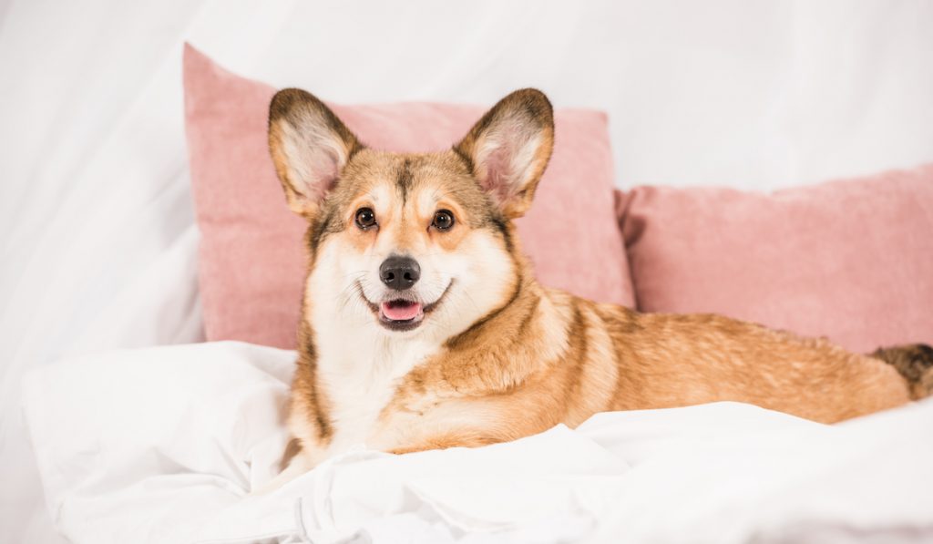 adorable pembroke corgi