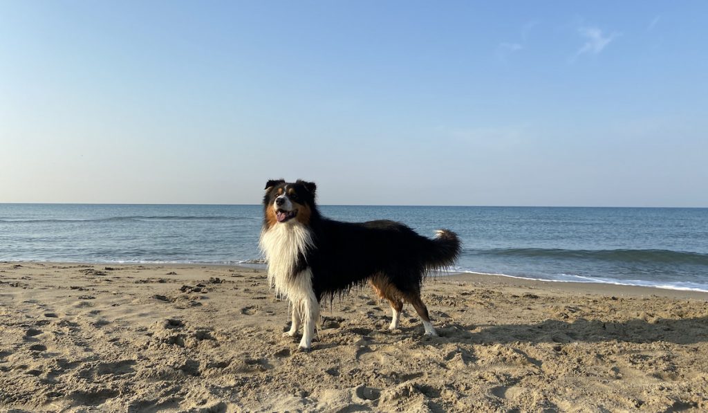 australian shepherd on the beach shore