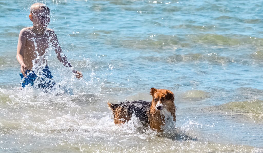 boy playing with corgi on beach