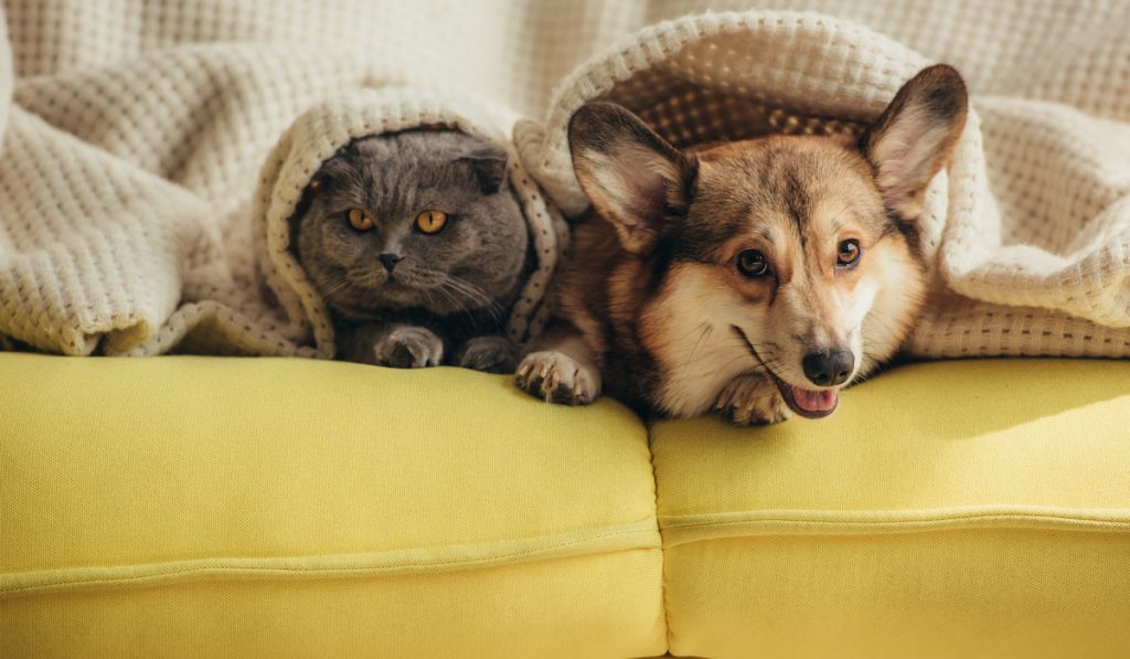 cat and corgi on sofa under a blanket